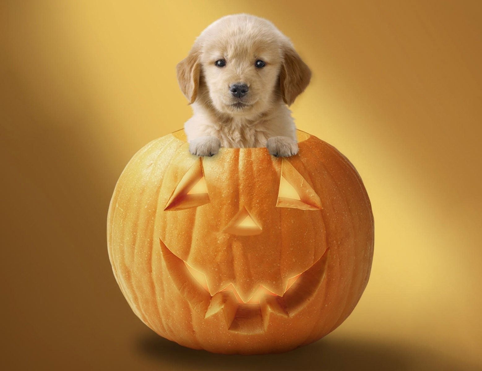 Puppy Halloween Wallpapers