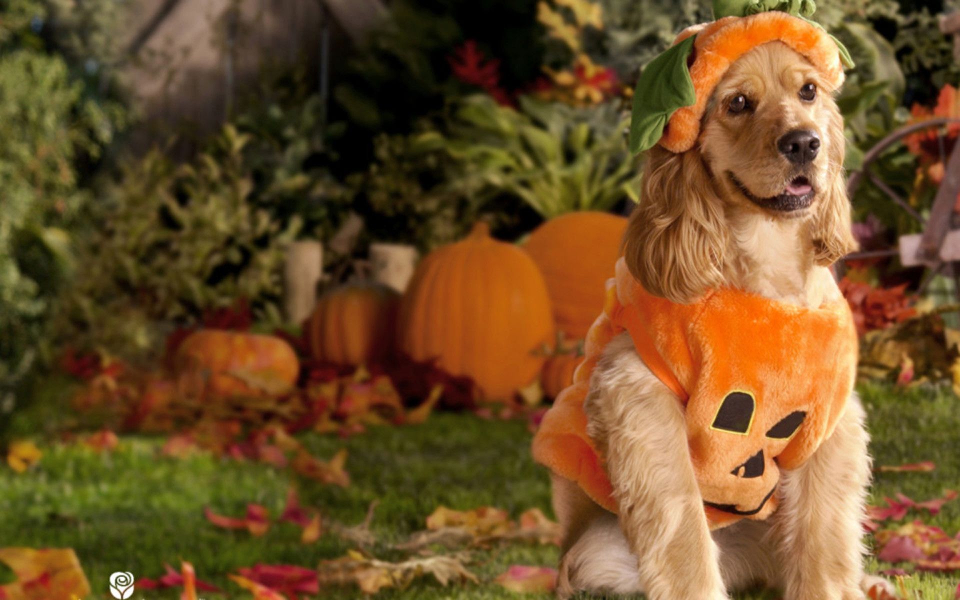 Puppy Halloween Wallpapers