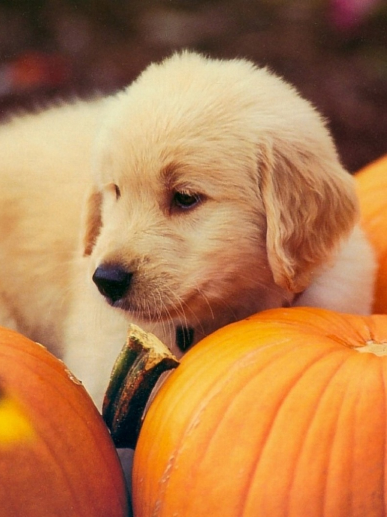 Puppy Halloween Wallpapers