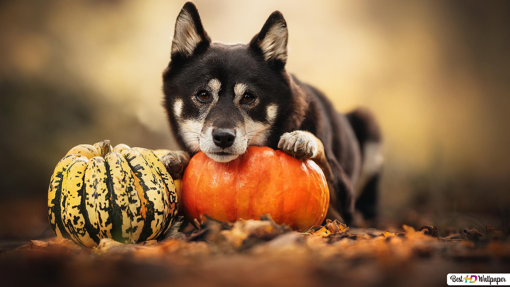 Puppy Halloween Wallpapers