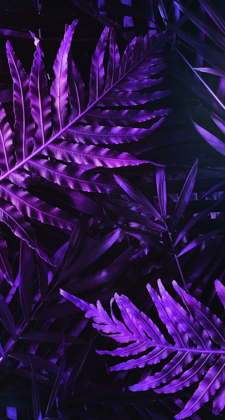 Purple Aesthetic Wallpapers