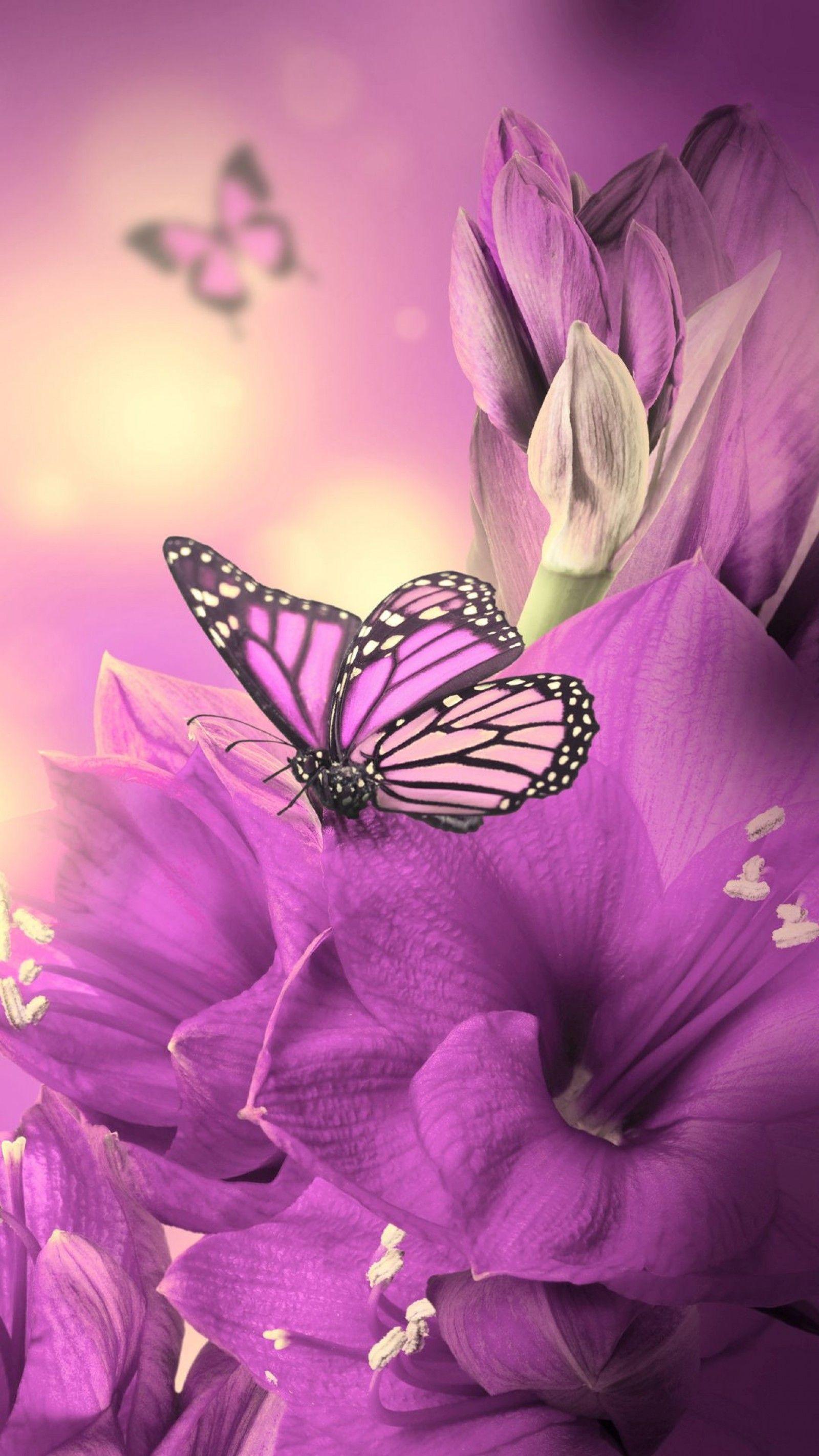 Purple Butterfly Mobile Wallpapers