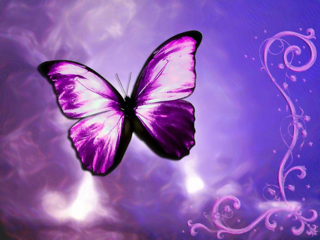 Purple Butterfly Wallpapers