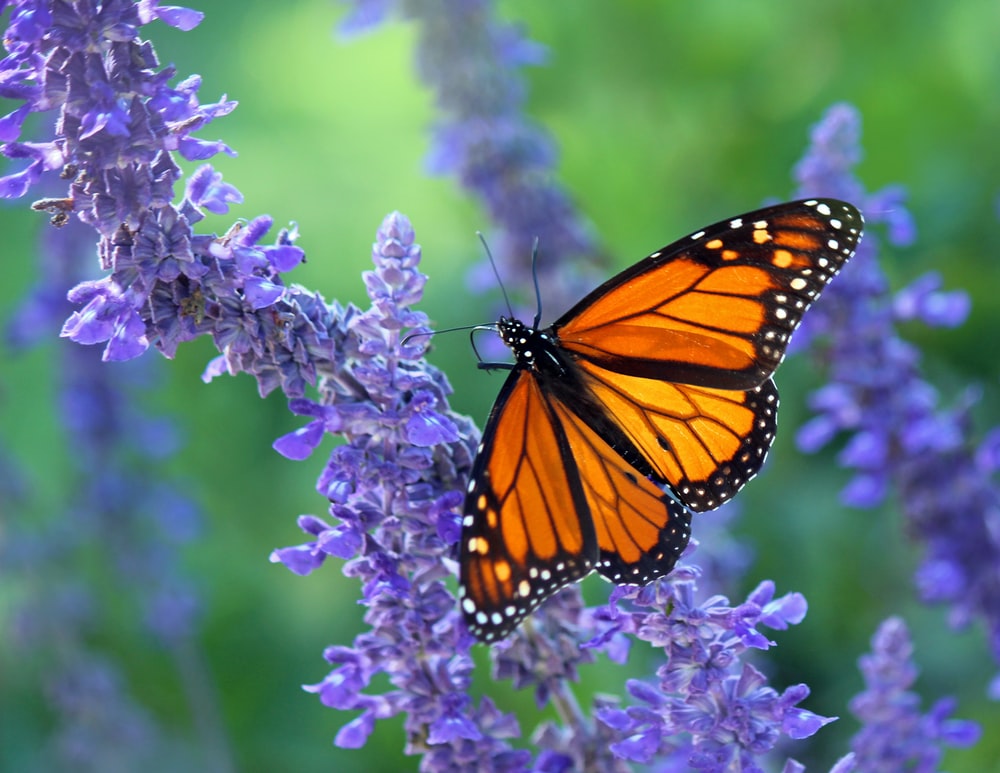 Purple Butterfly Wallpapers