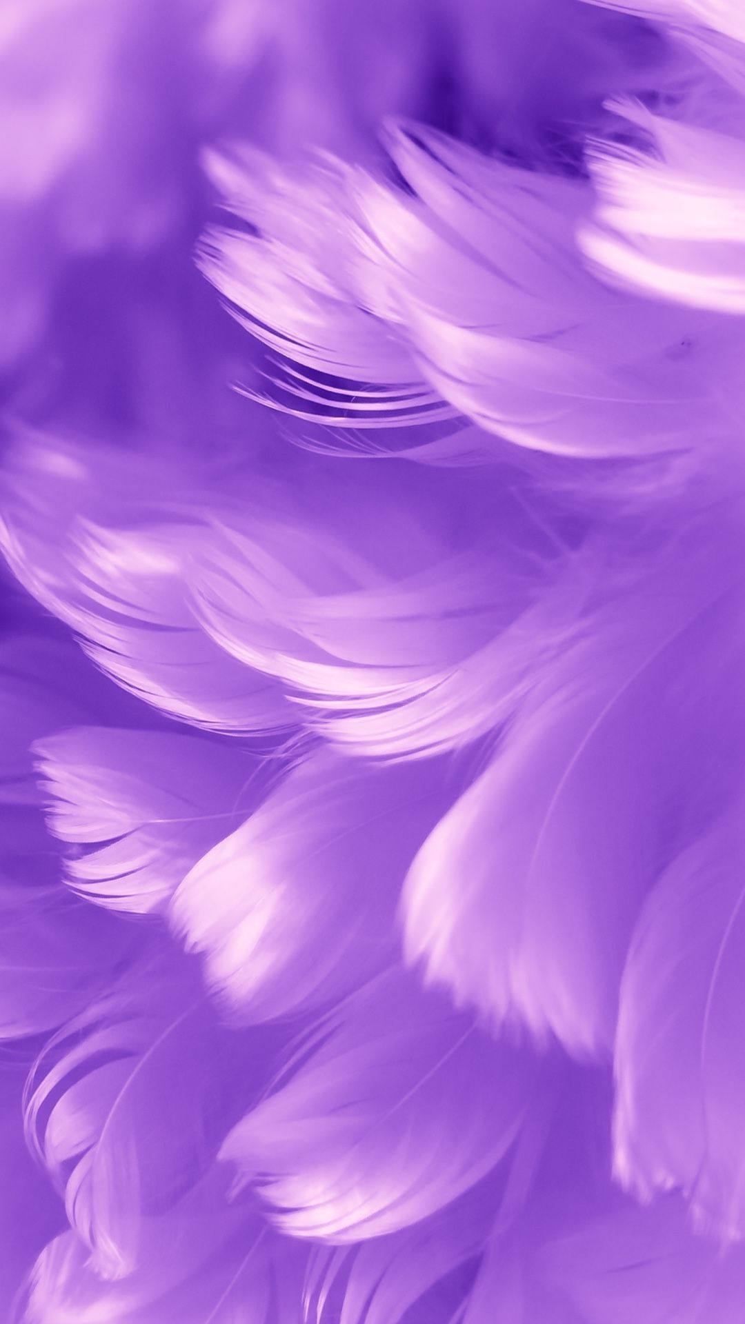 Purple Feathers Wallpapers