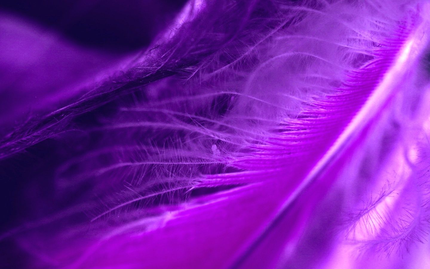Purple Feathers Wallpapers