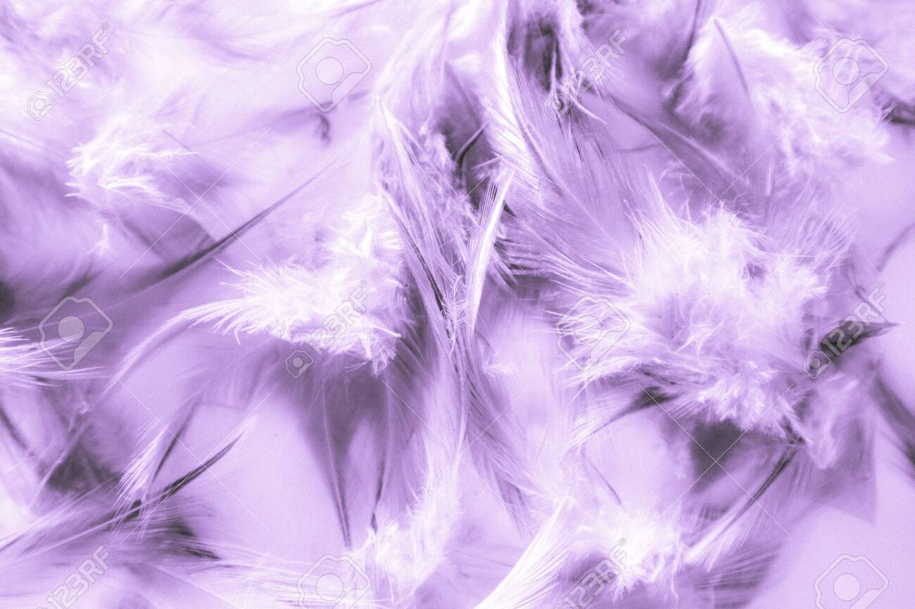 Purple Feathers Wallpapers