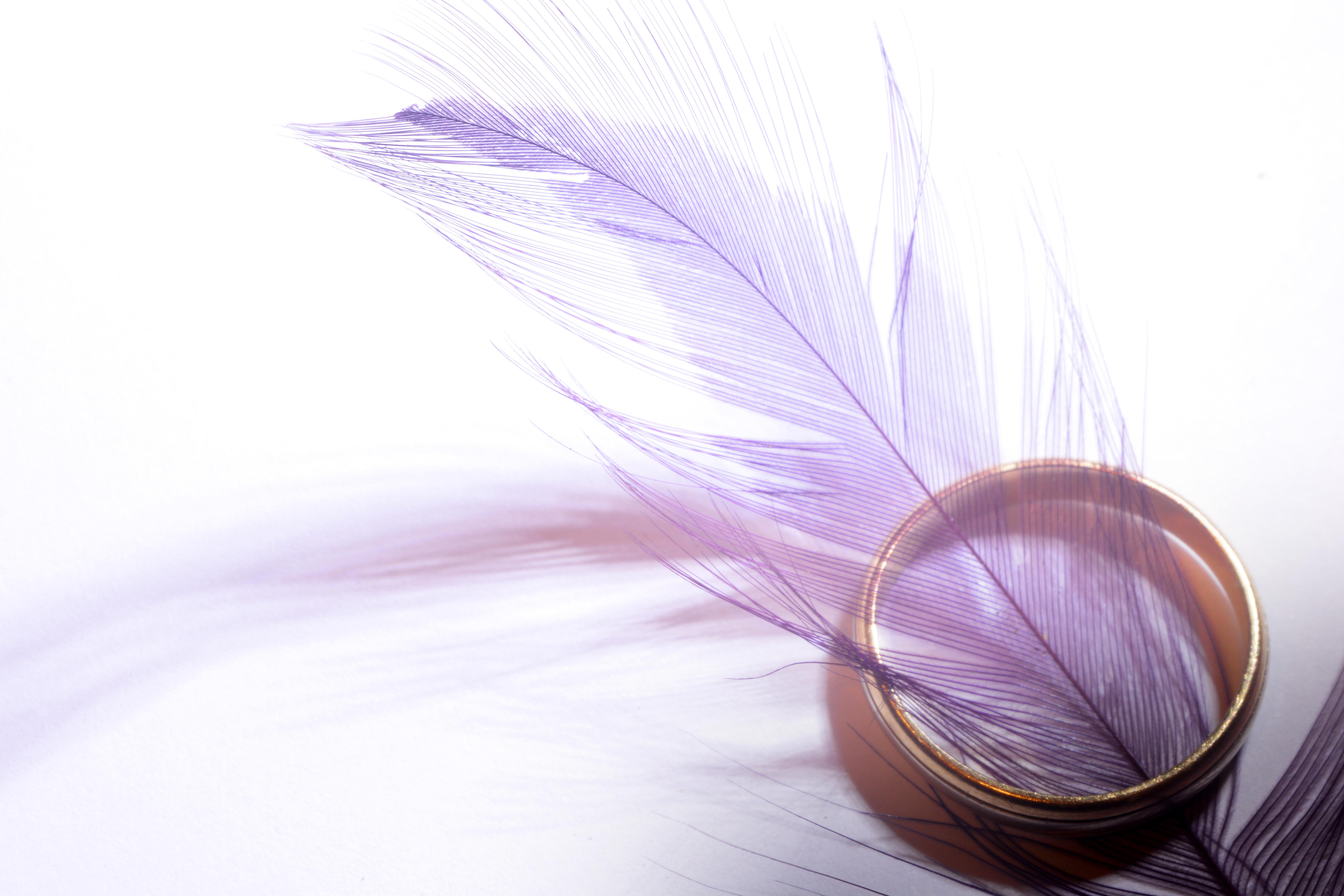 Purple Feathers Wallpapers