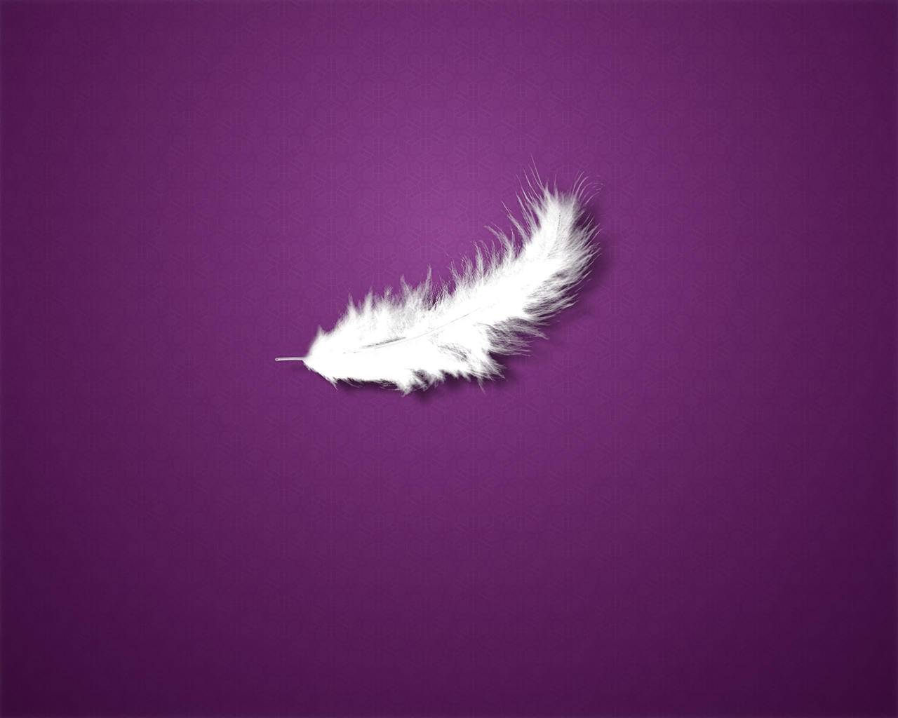 Purple Feathers Wallpapers