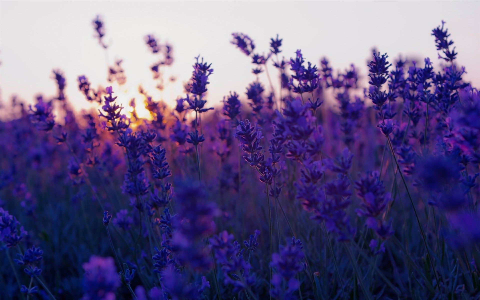 Purple Flower Desktop Wallpapers