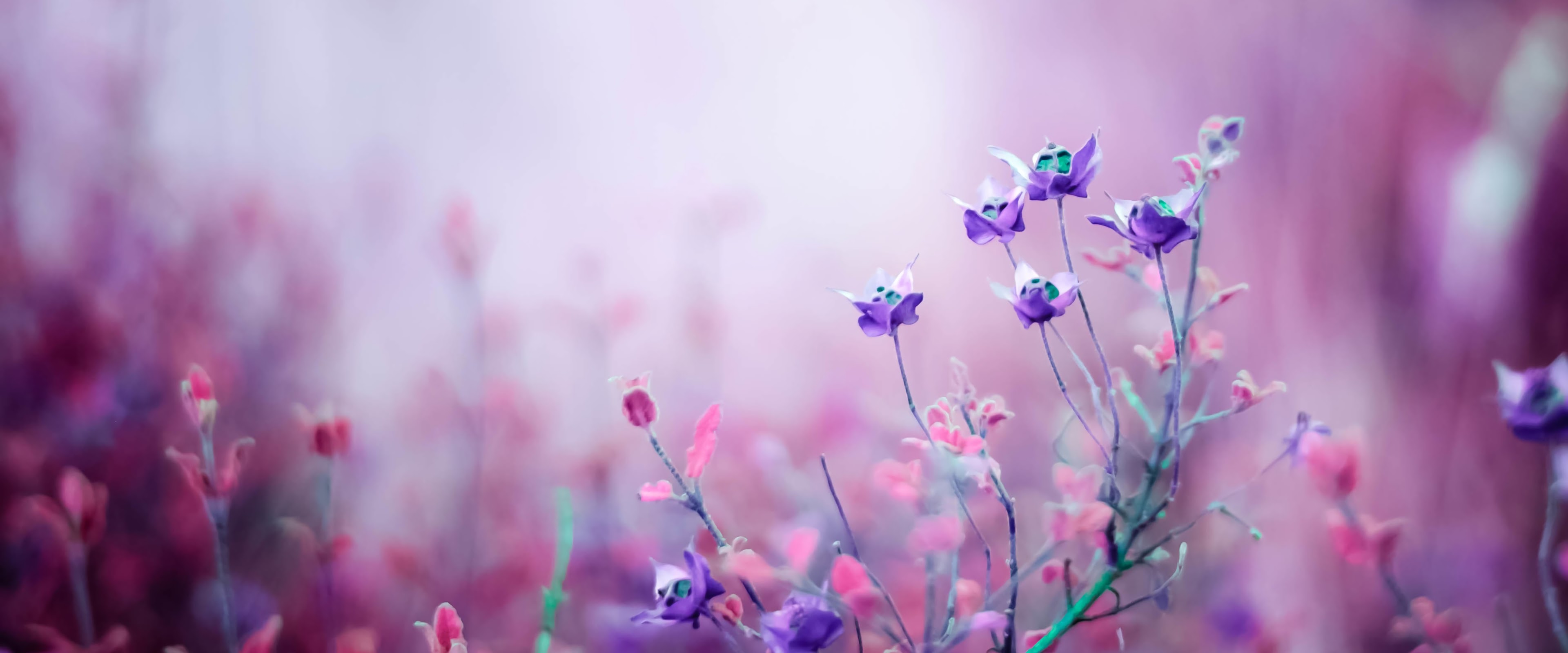 Purple Flower Desktop Wallpapers