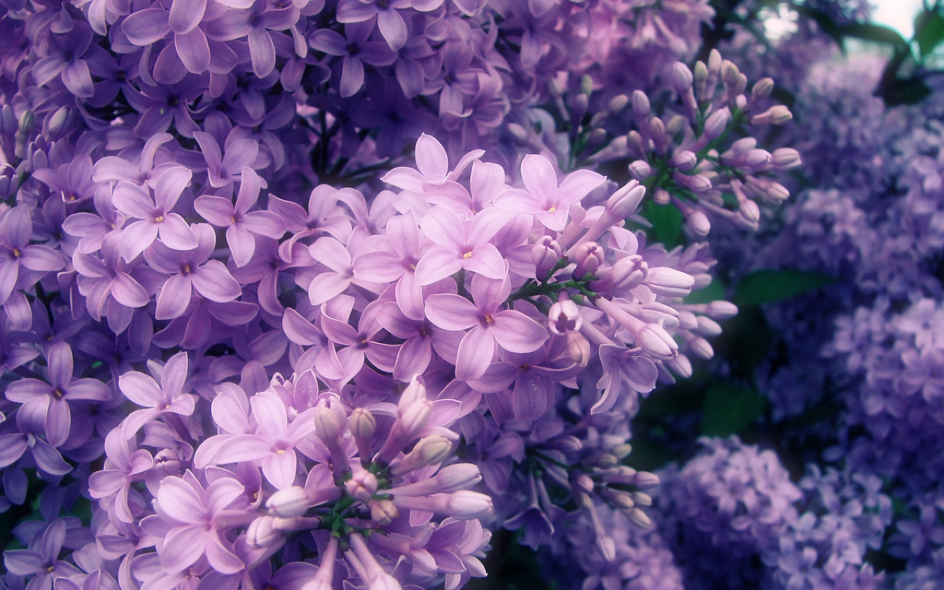 Purple Flower Desktop Wallpapers