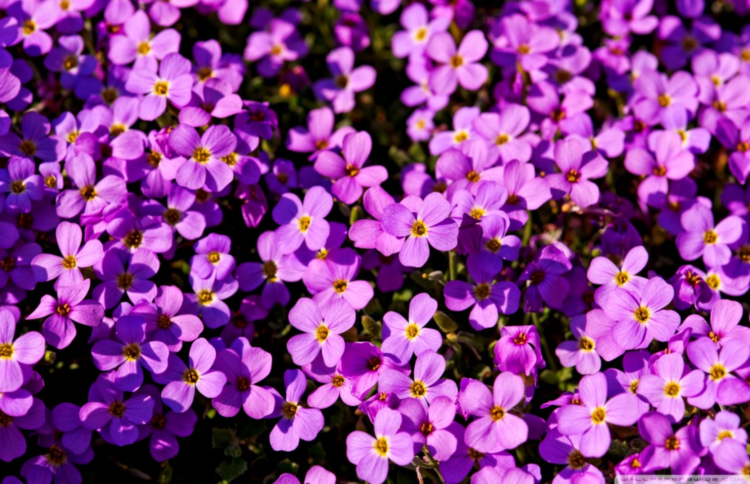 Purple Flower Desktop Wallpapers