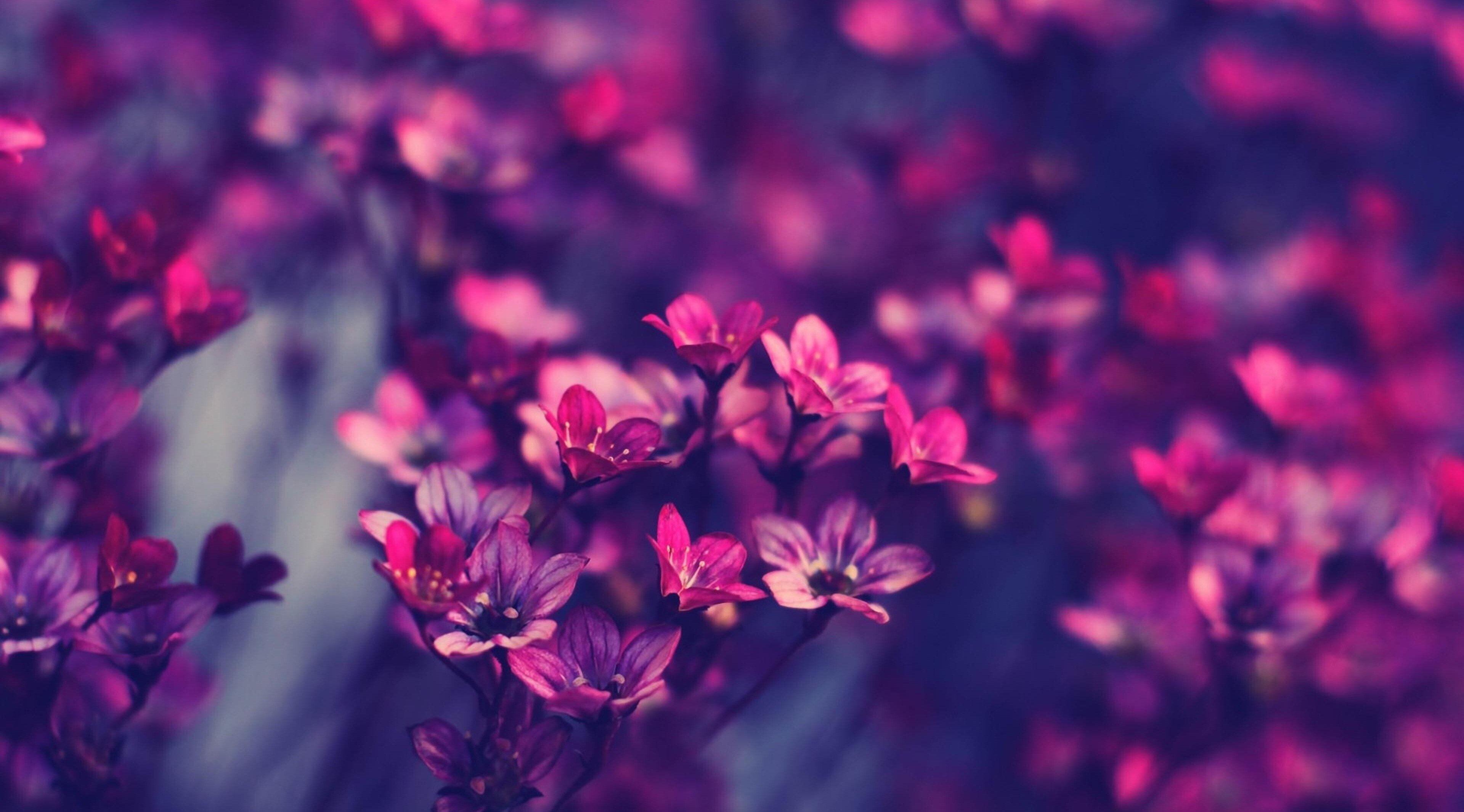 Purple Flower Desktop Wallpapers