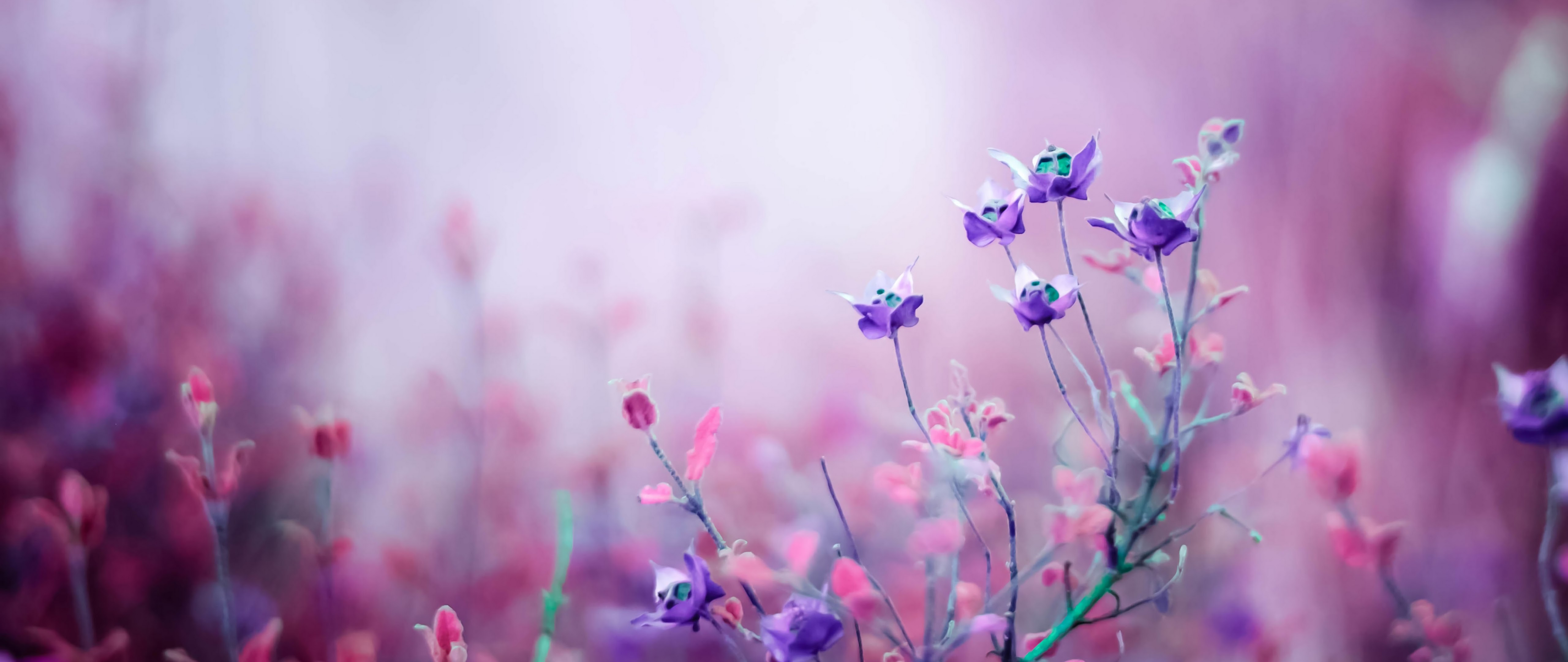 Purple Flower Wallpapers