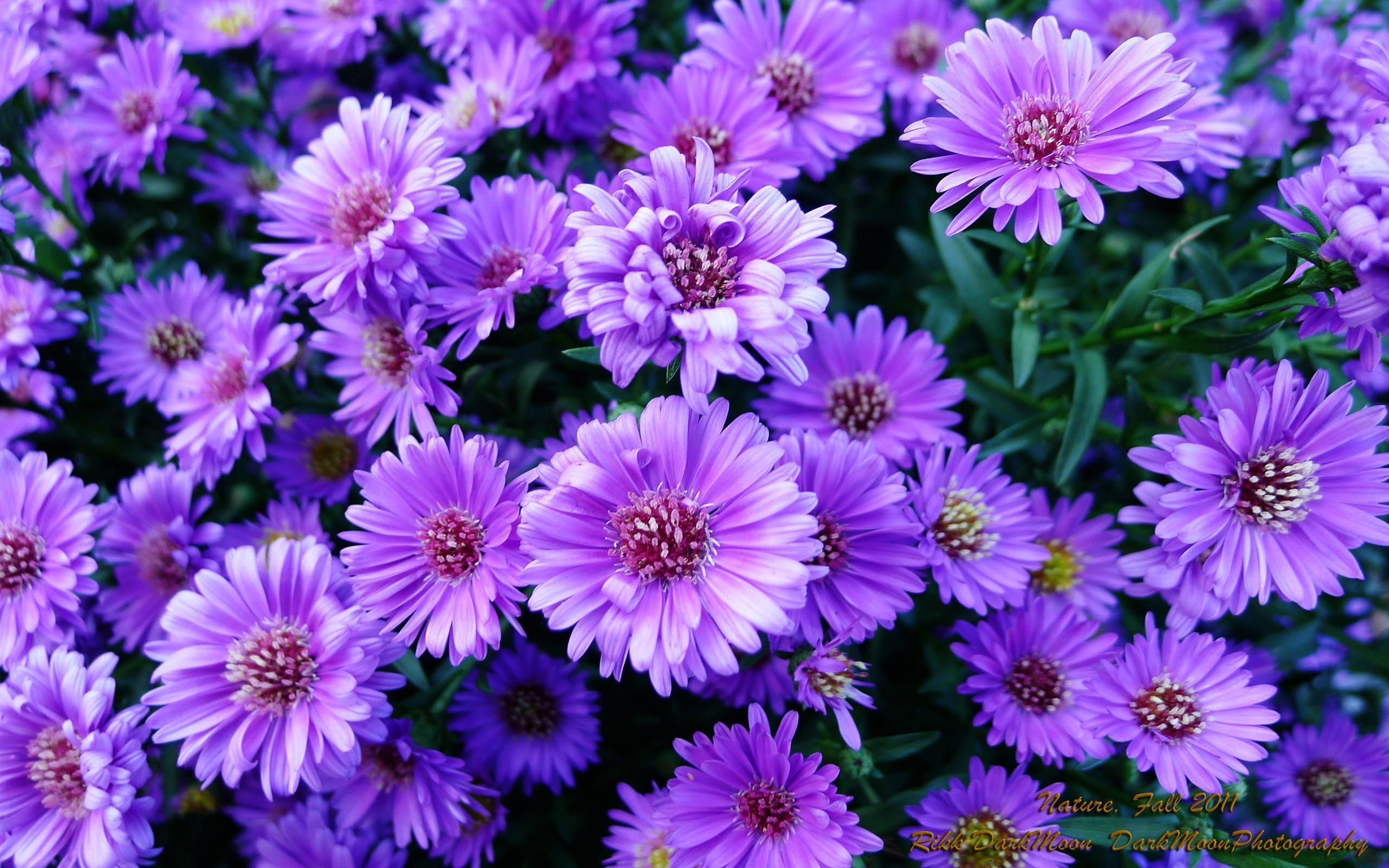 Purple Flower Wallpapers