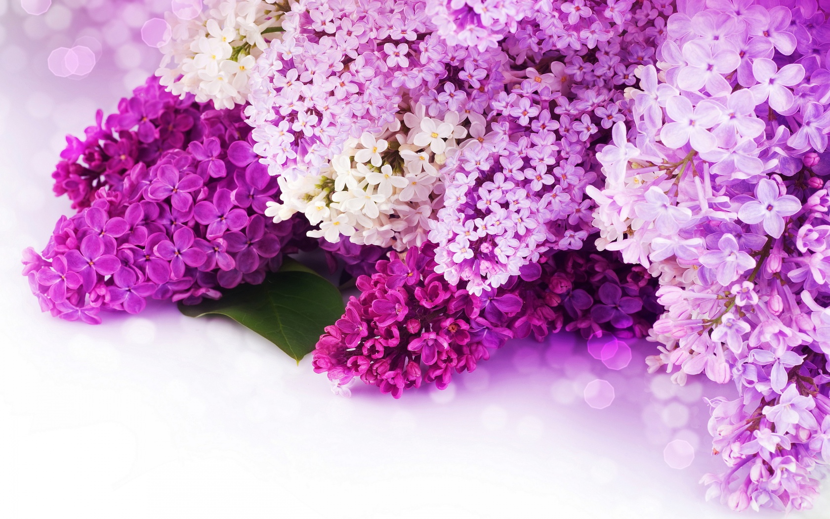 Purple Flower Wallpapers