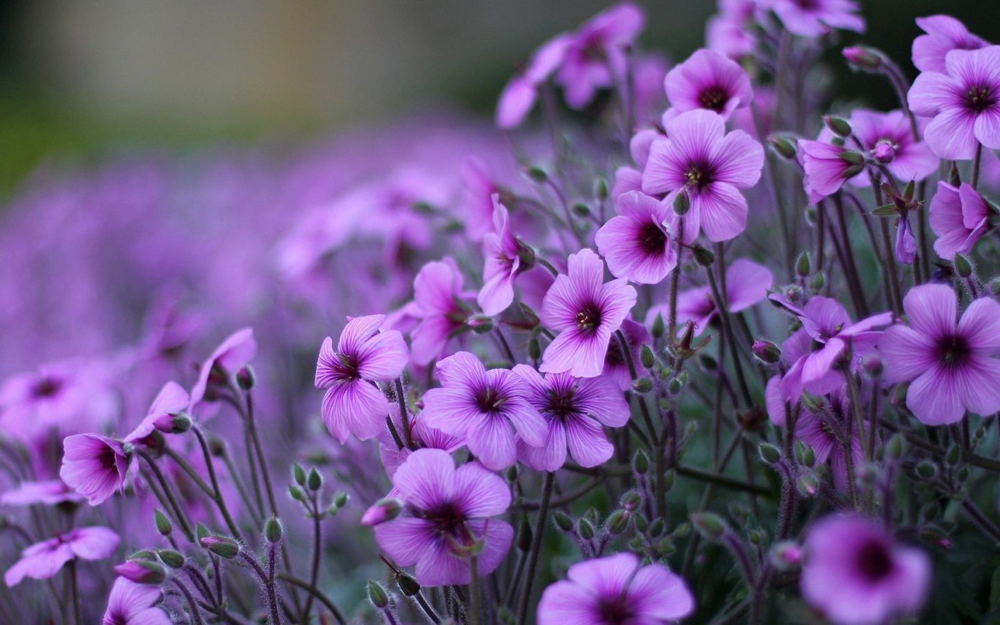 Purple Flowers Aesthetic Wallpapers