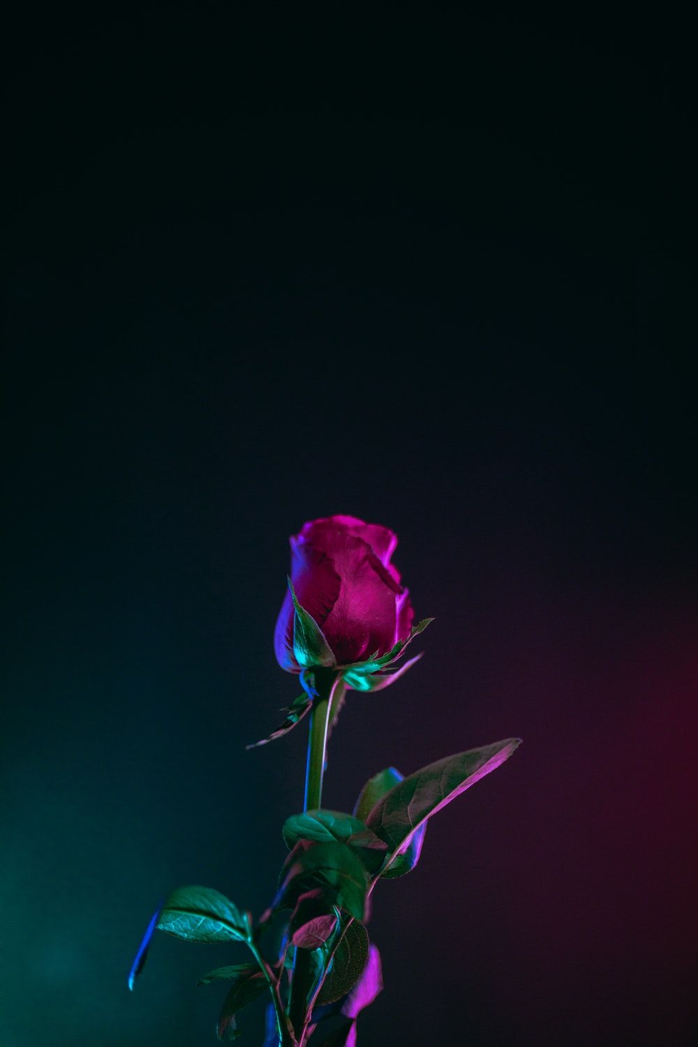 Purple Flowers Aesthetic Wallpapers