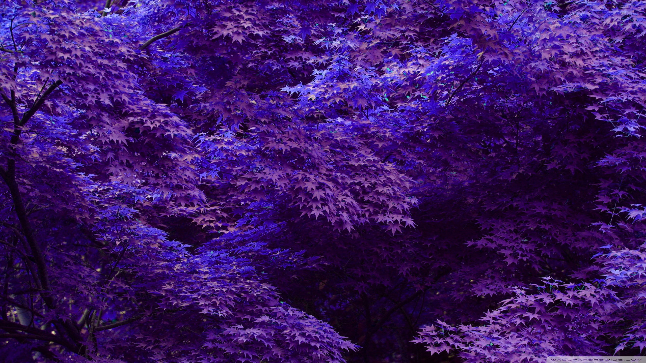 Purple Forest Wallpapers