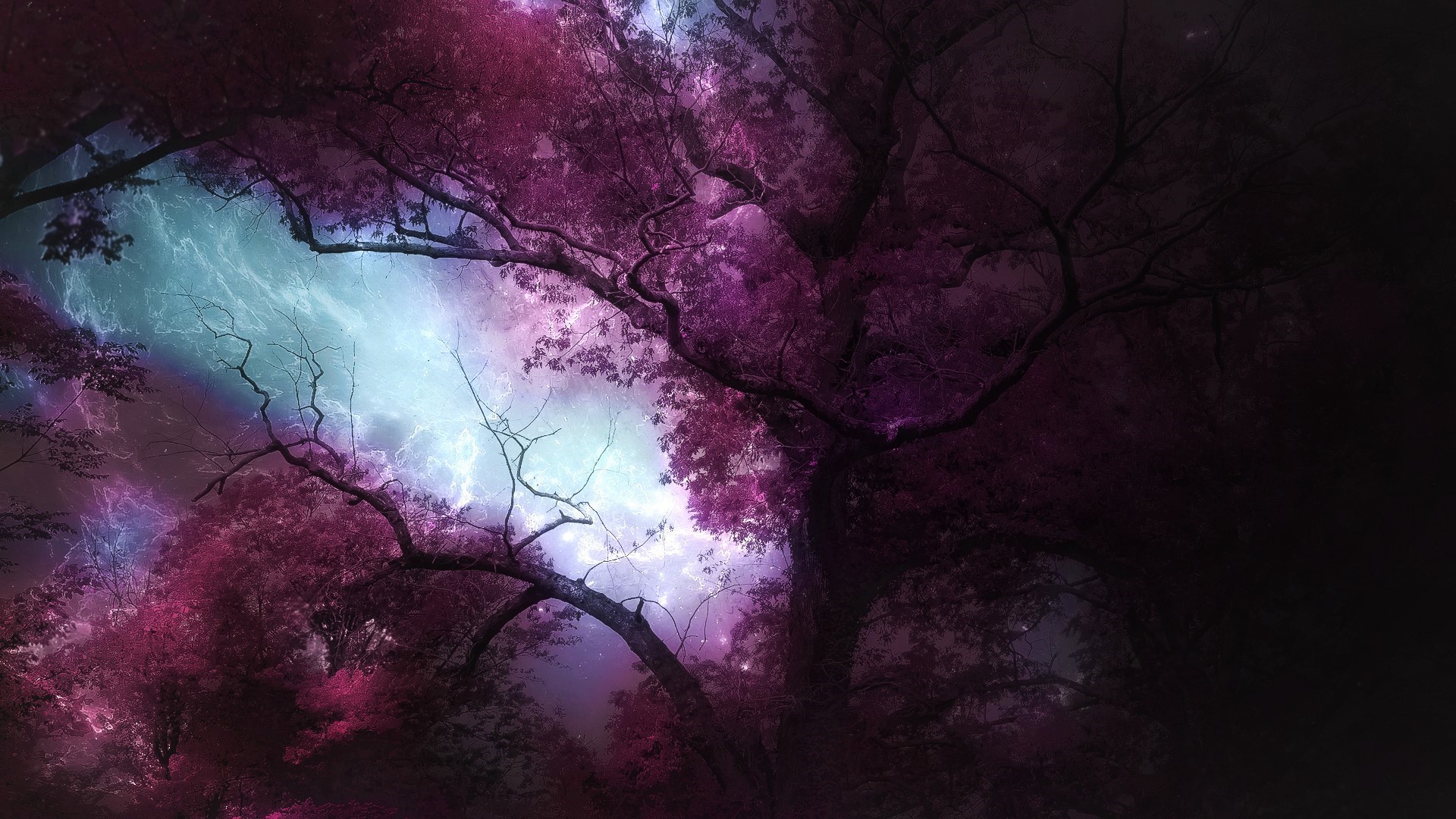 Purple Forest Wallpapers