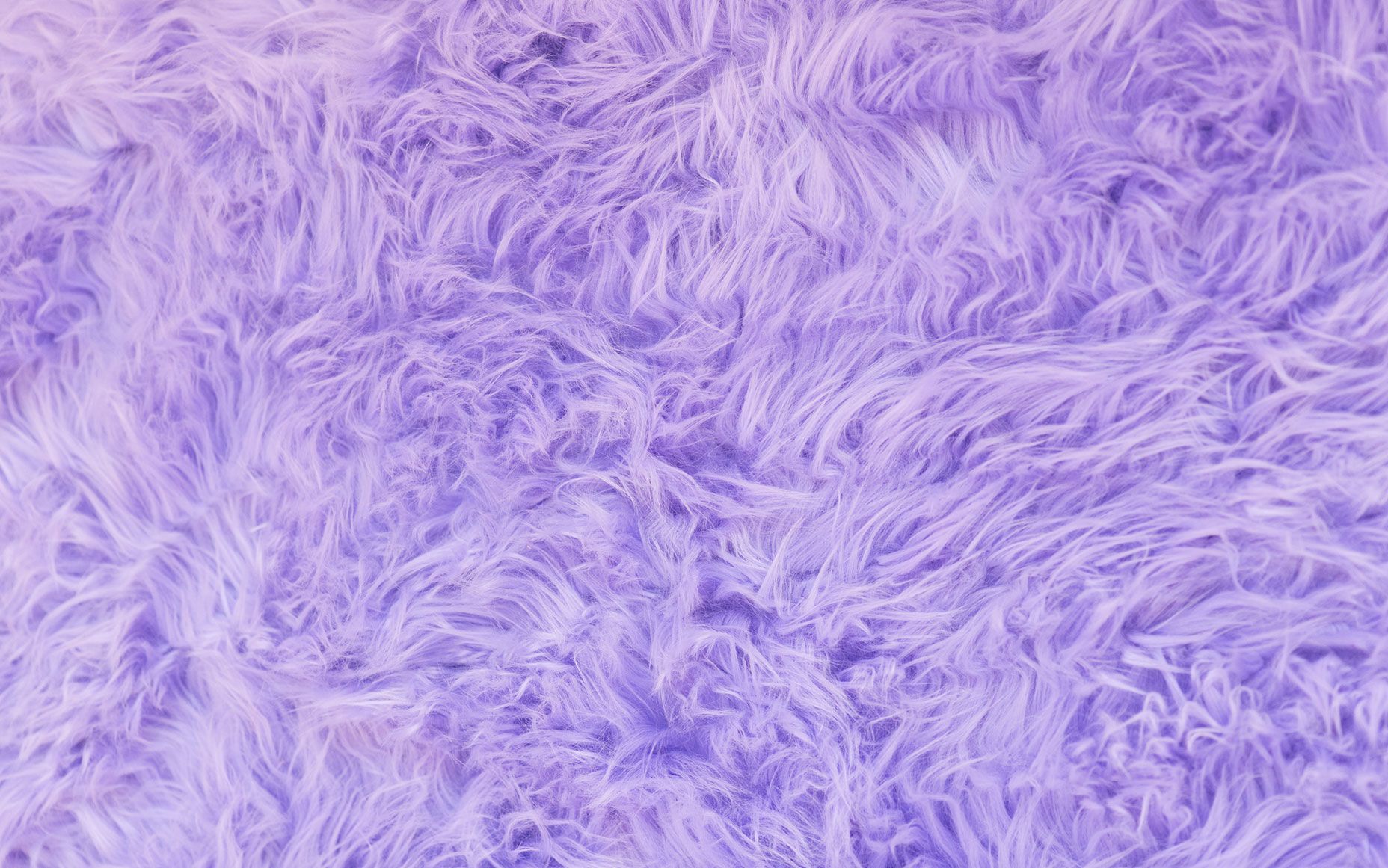 Purple Fur Wallpapers