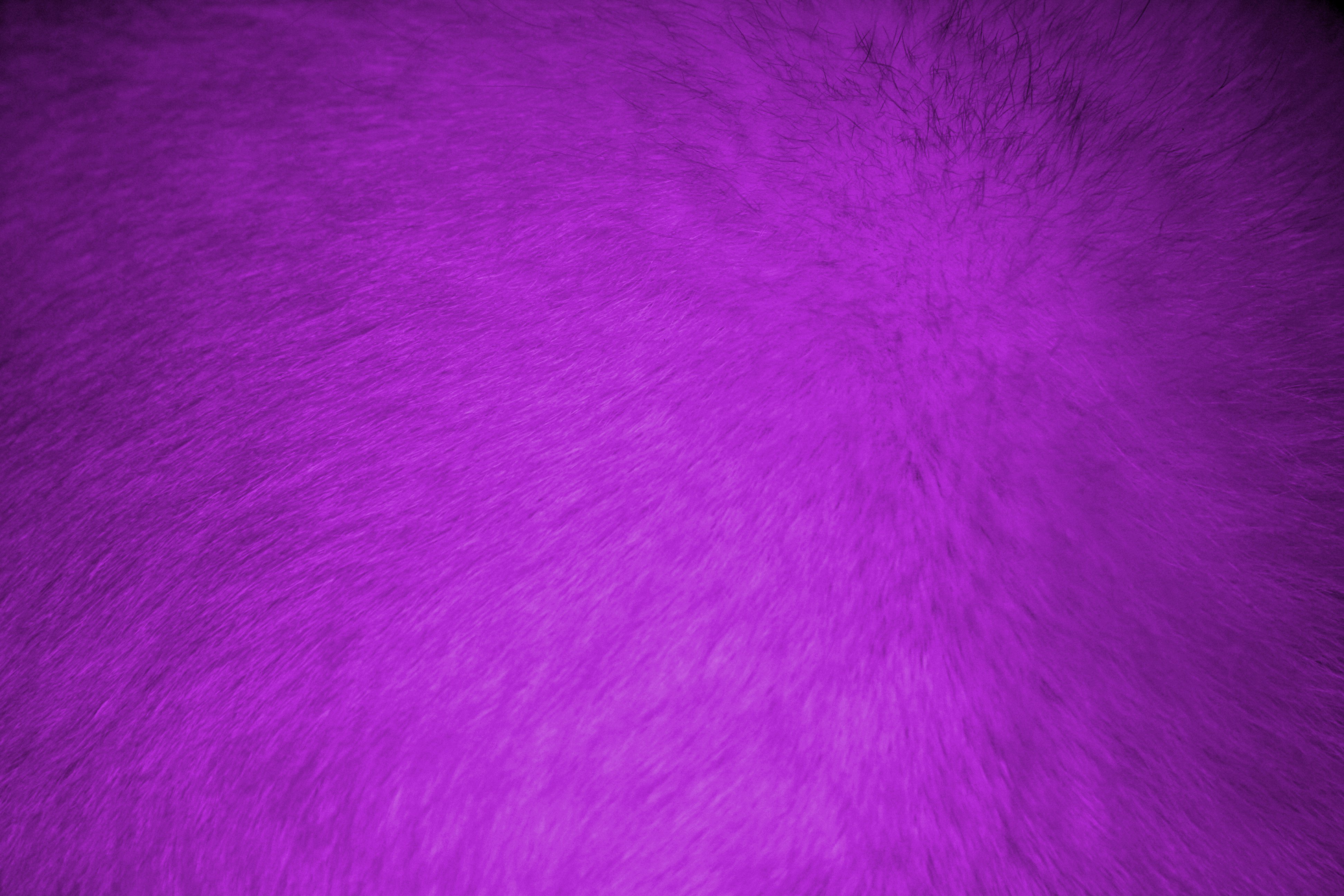 Purple Fur Wallpapers