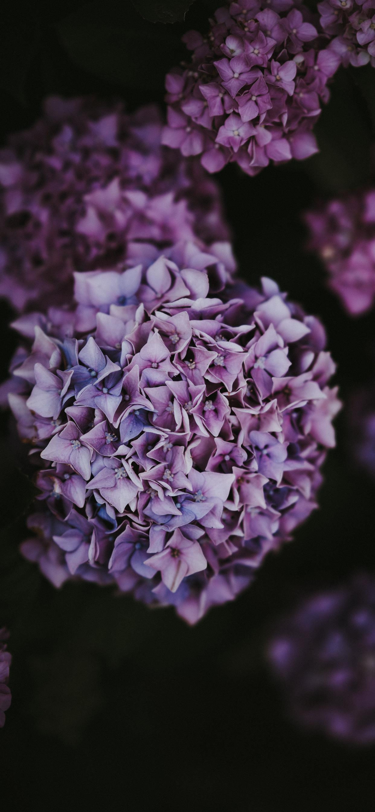 Purple Hydrangea Wallpapers