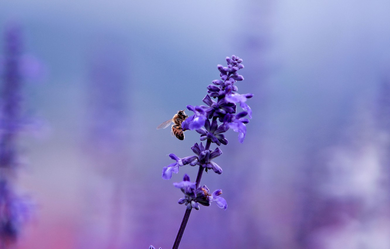 Purple Lavender Wallpapers