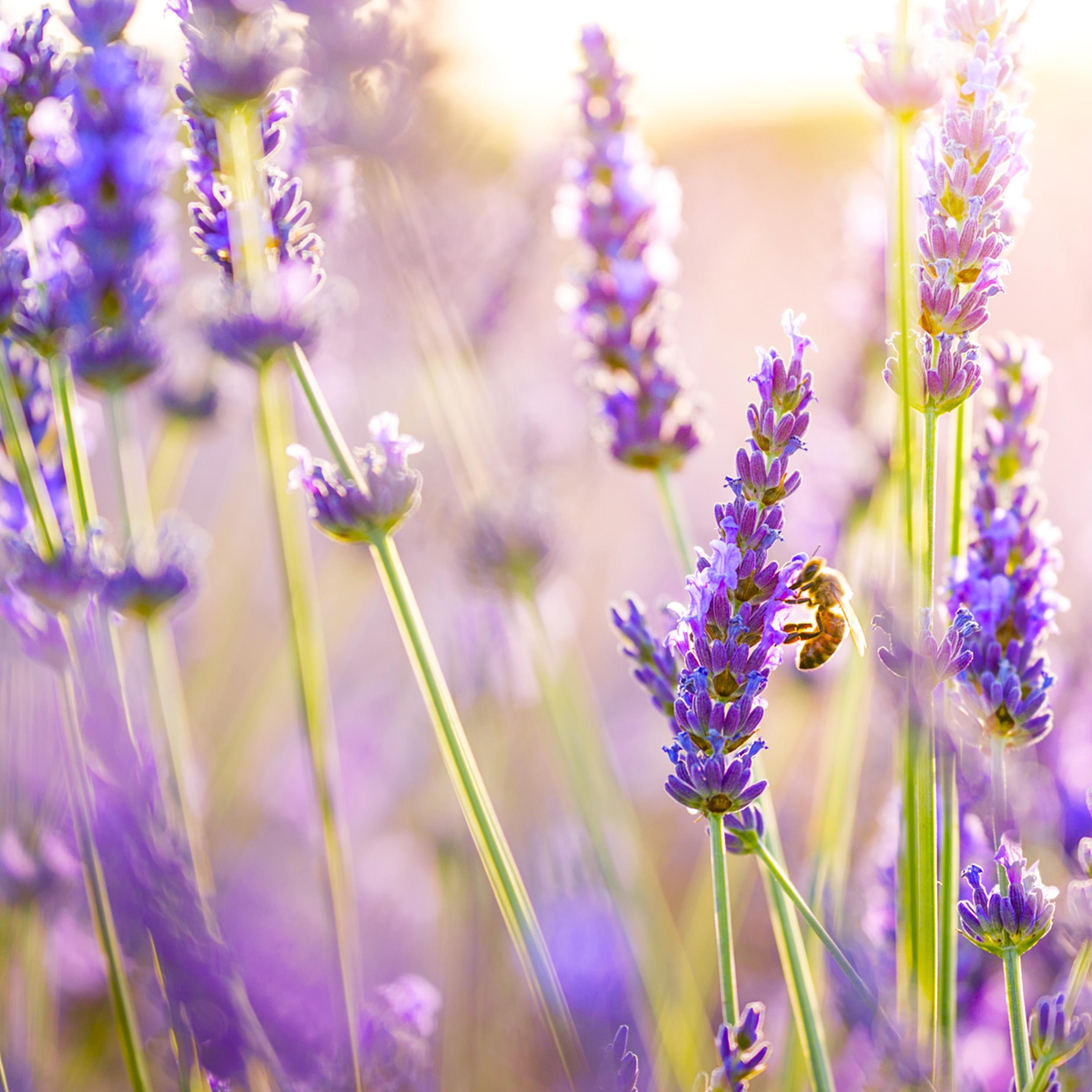 Purple Lavender Wallpapers