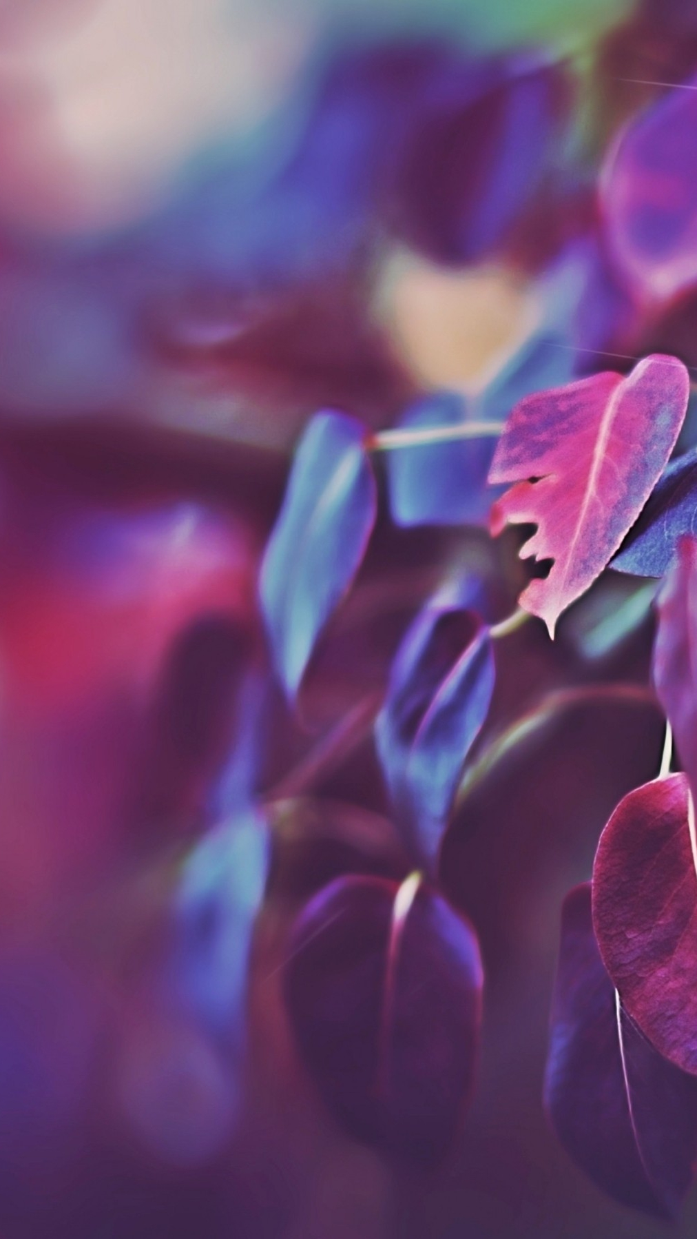 Purple Leaf Wallpapers