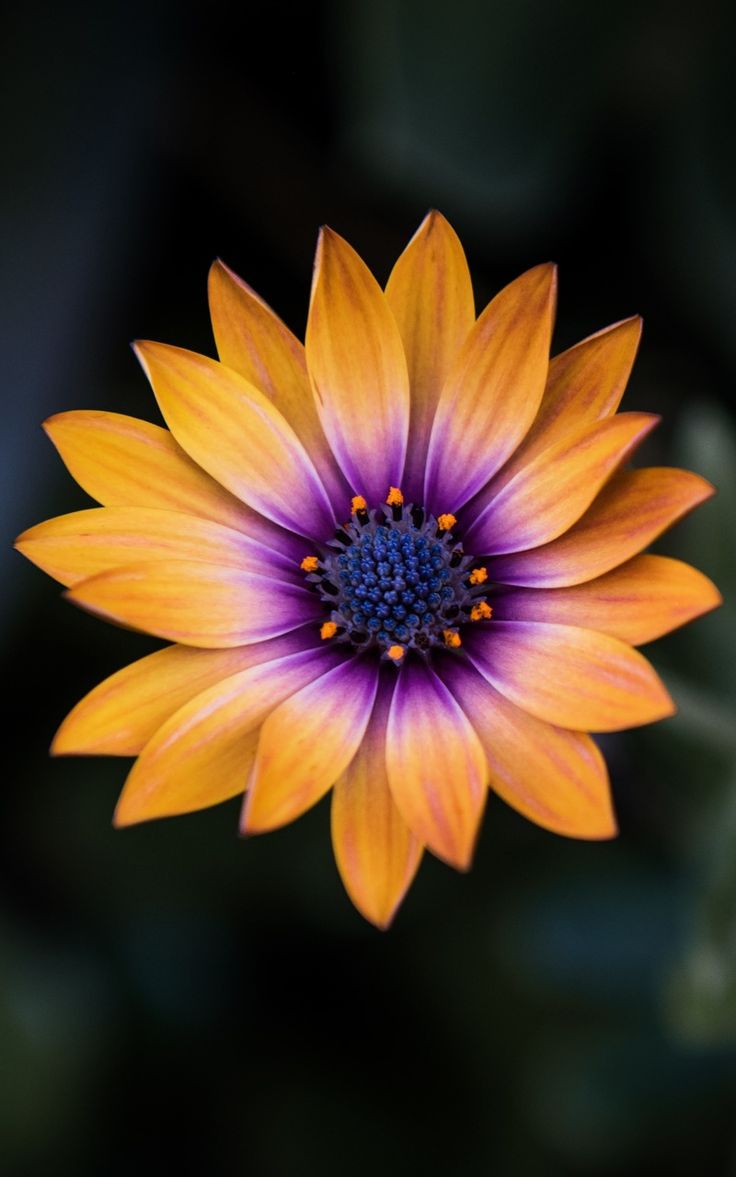 Purple Orange Flowers Wallpapers