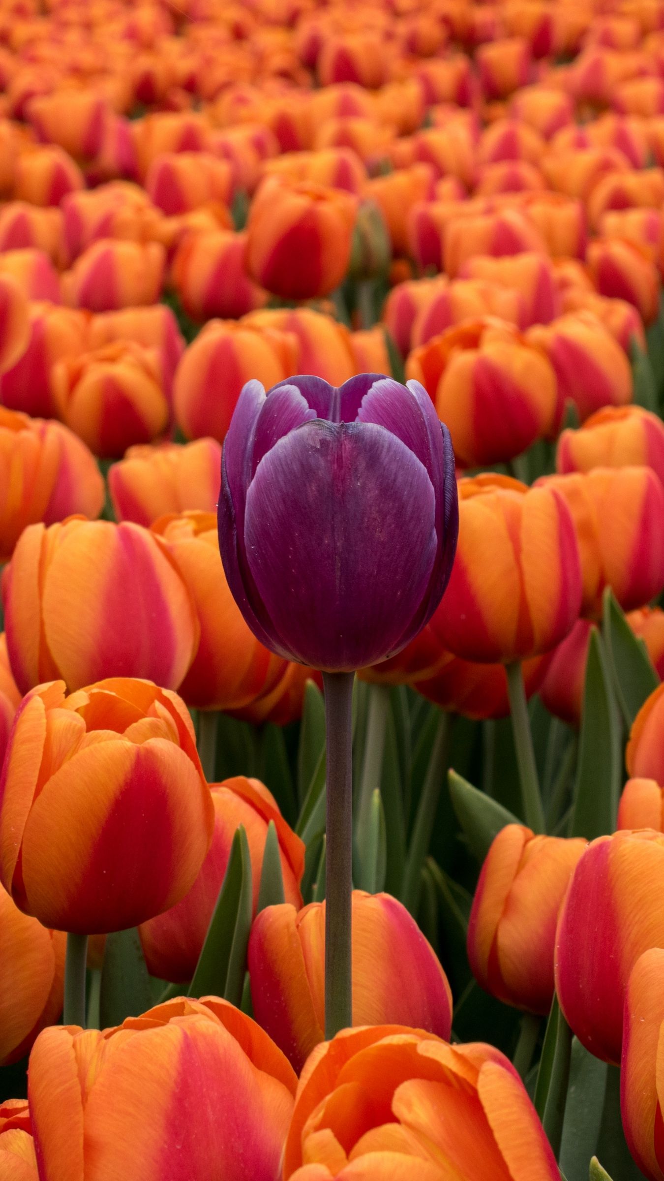 Purple Orange Flowers Wallpapers