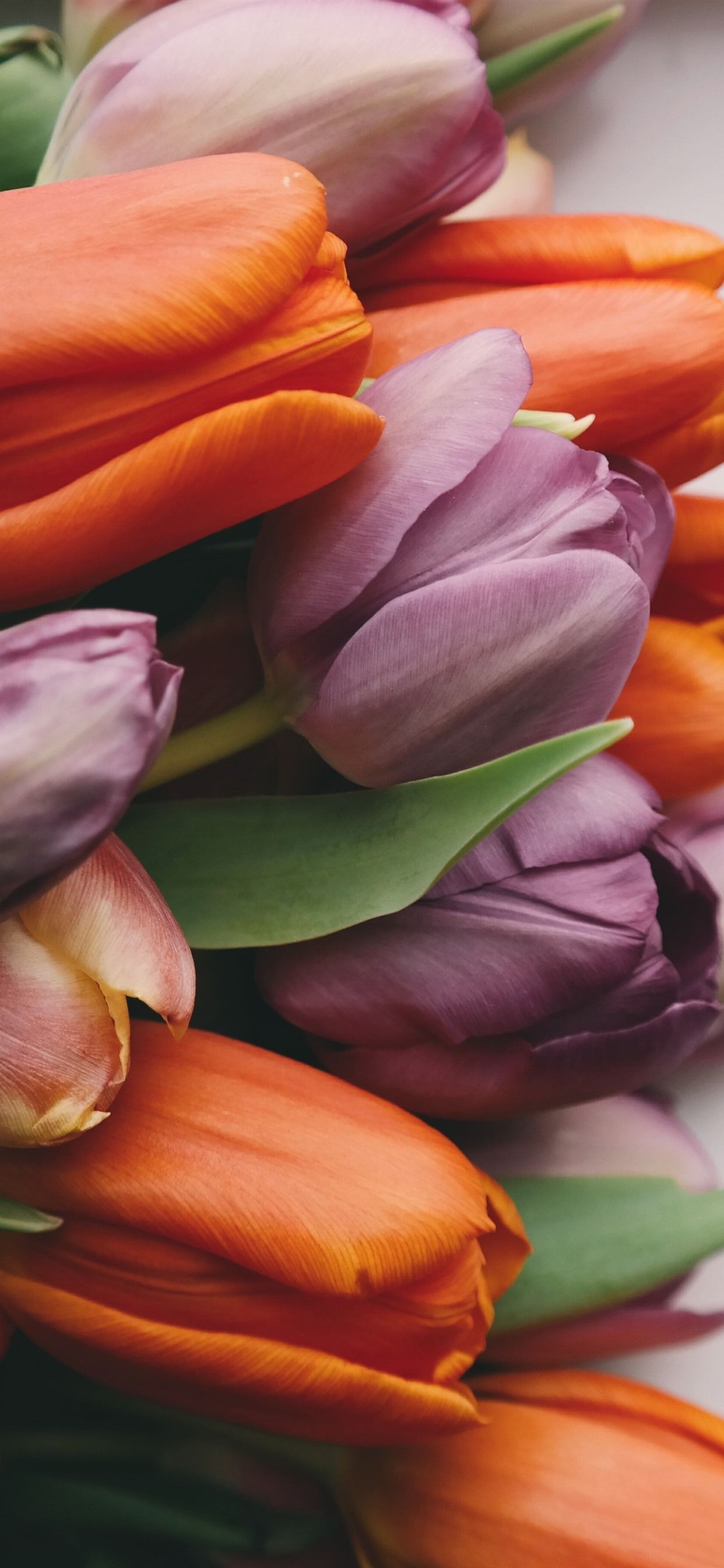 Purple Orange Flowers Wallpapers