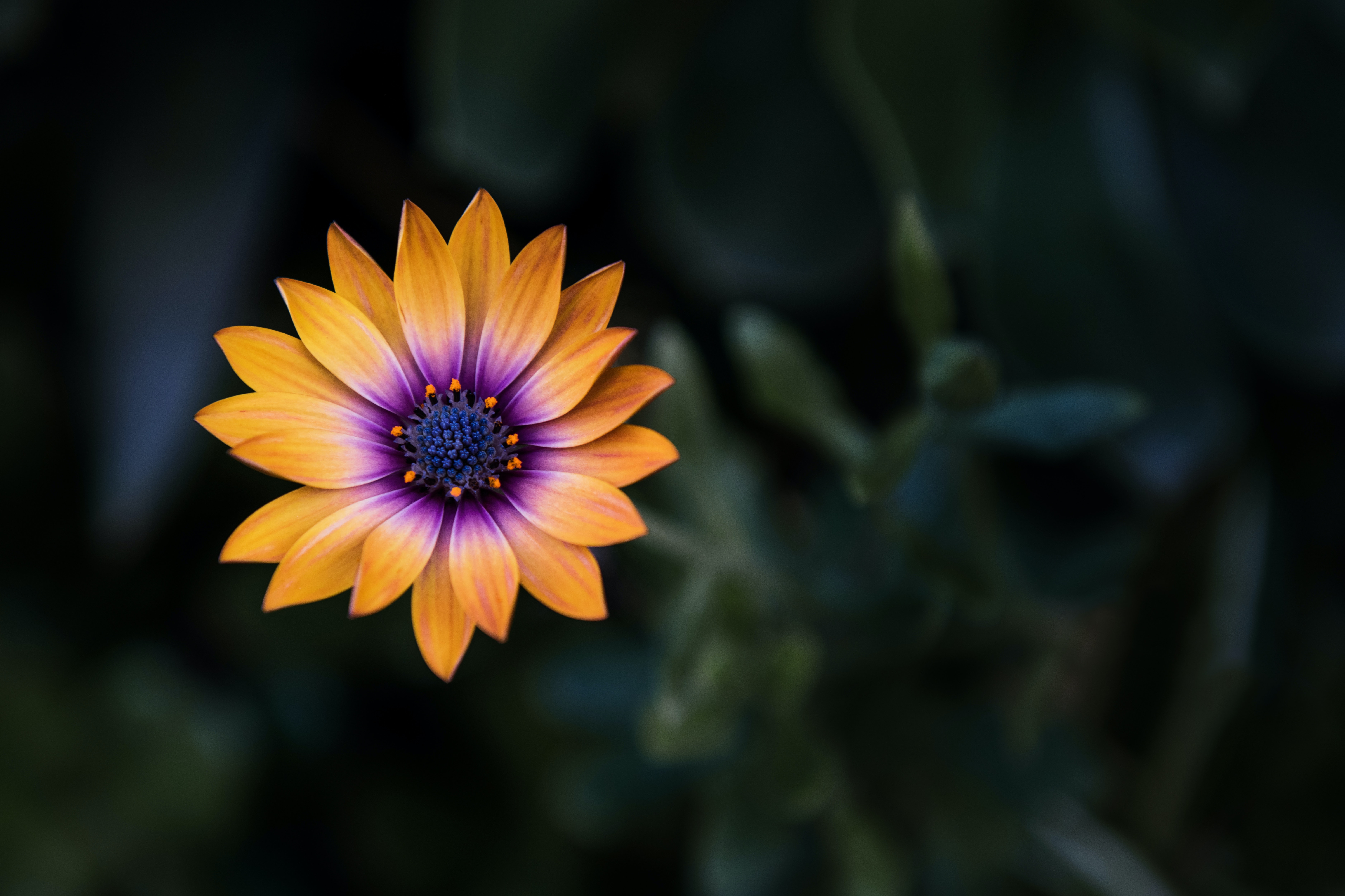 Purple Orange Flowers Wallpapers