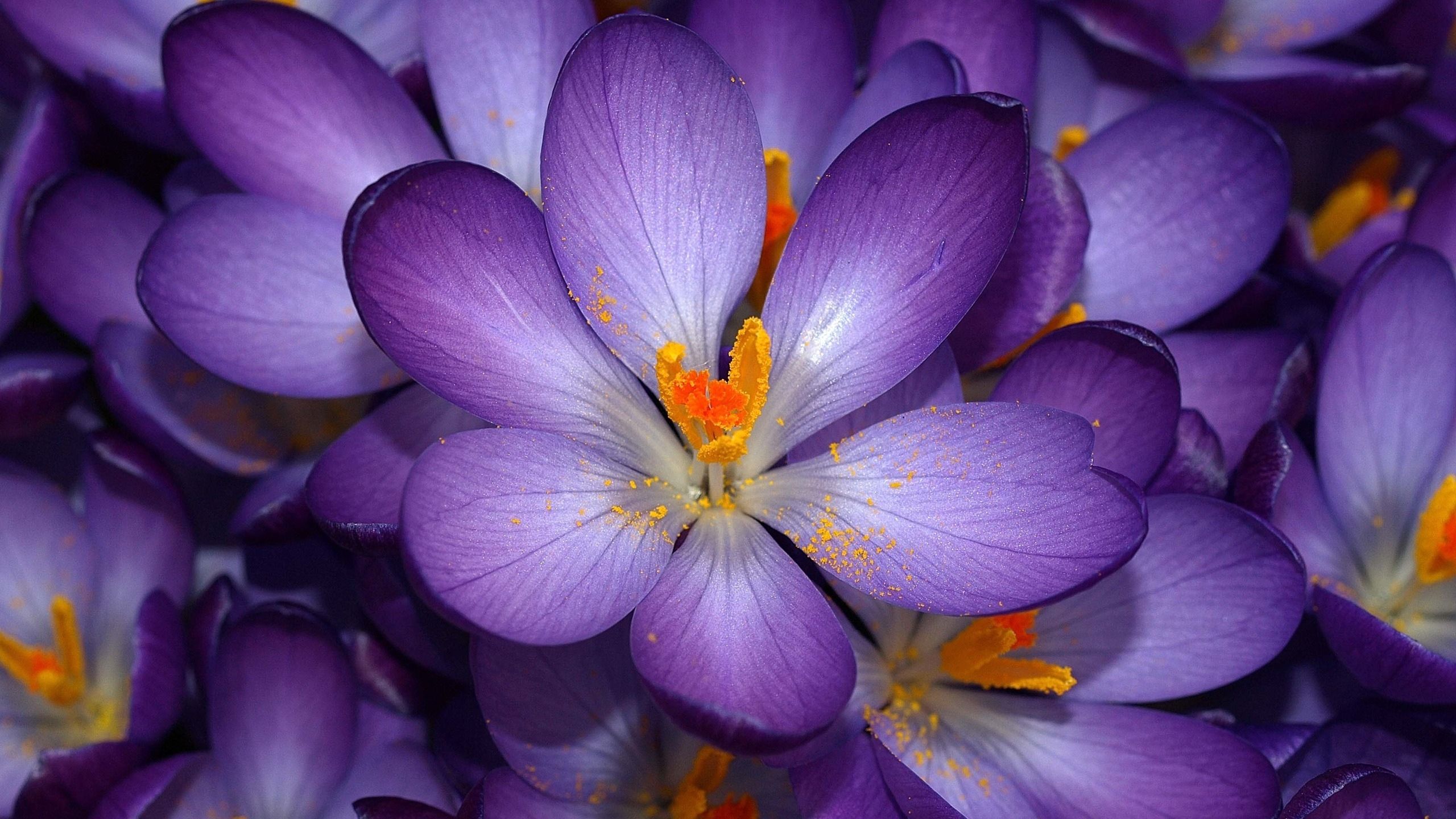 Purple Orange Flowers Wallpapers