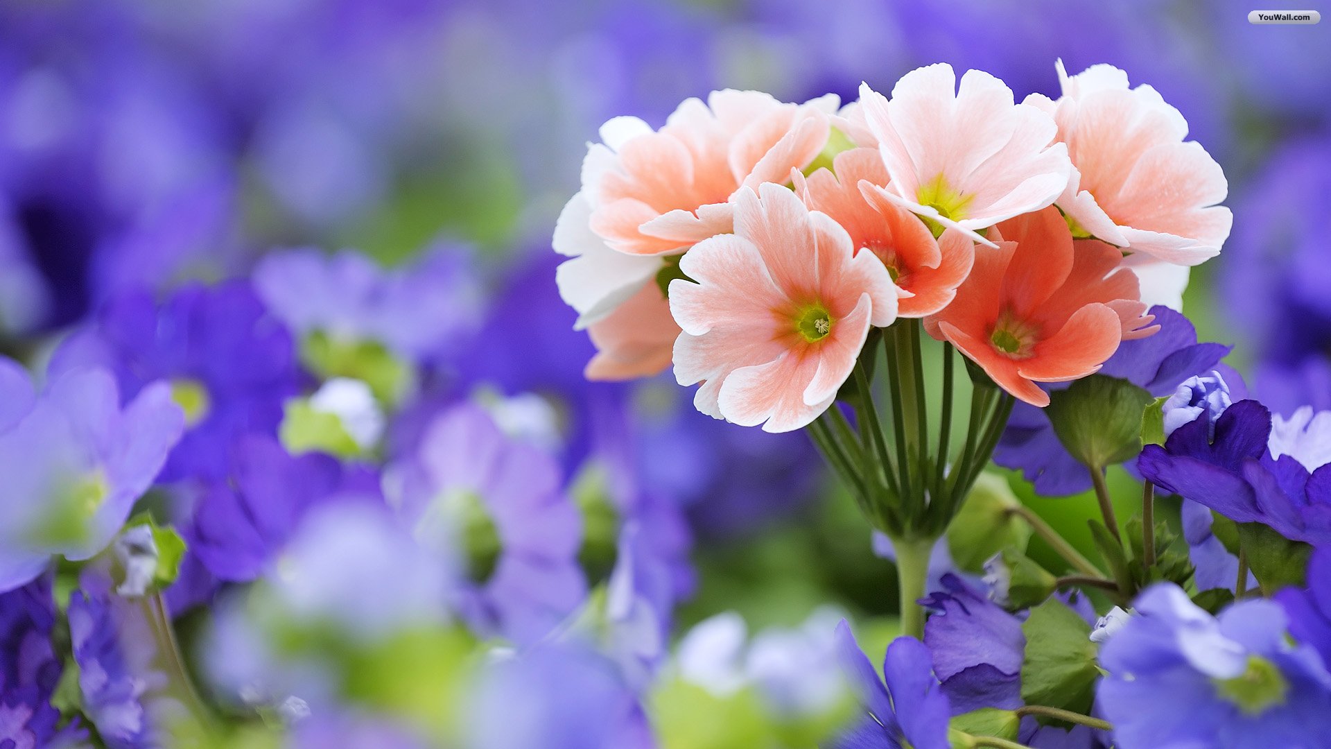 Purple Orange Flowers Wallpapers