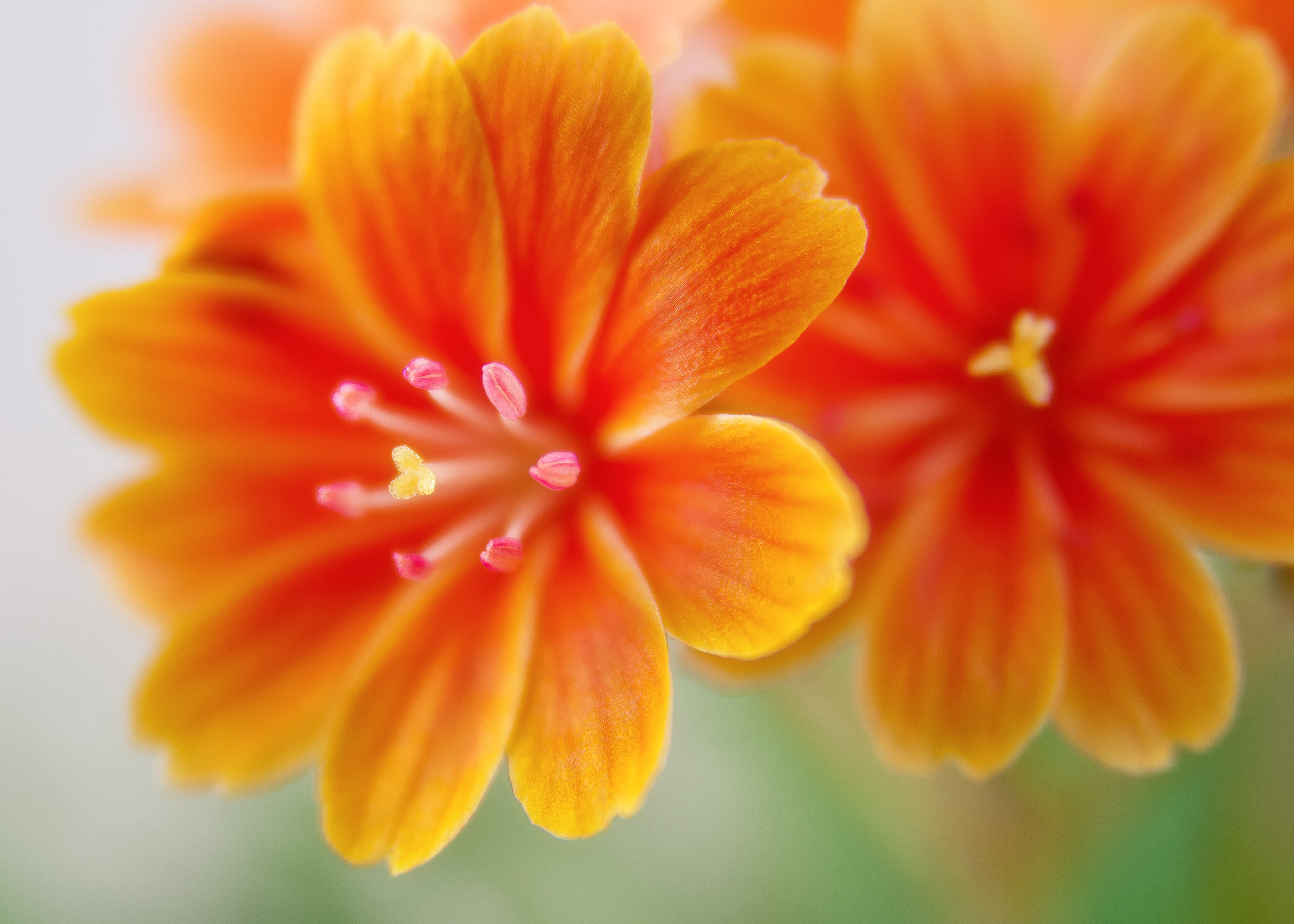 Purple Orange Flowers Wallpapers