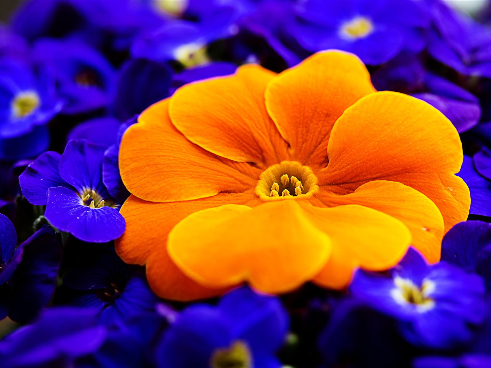 Purple Orange Flowers Wallpapers