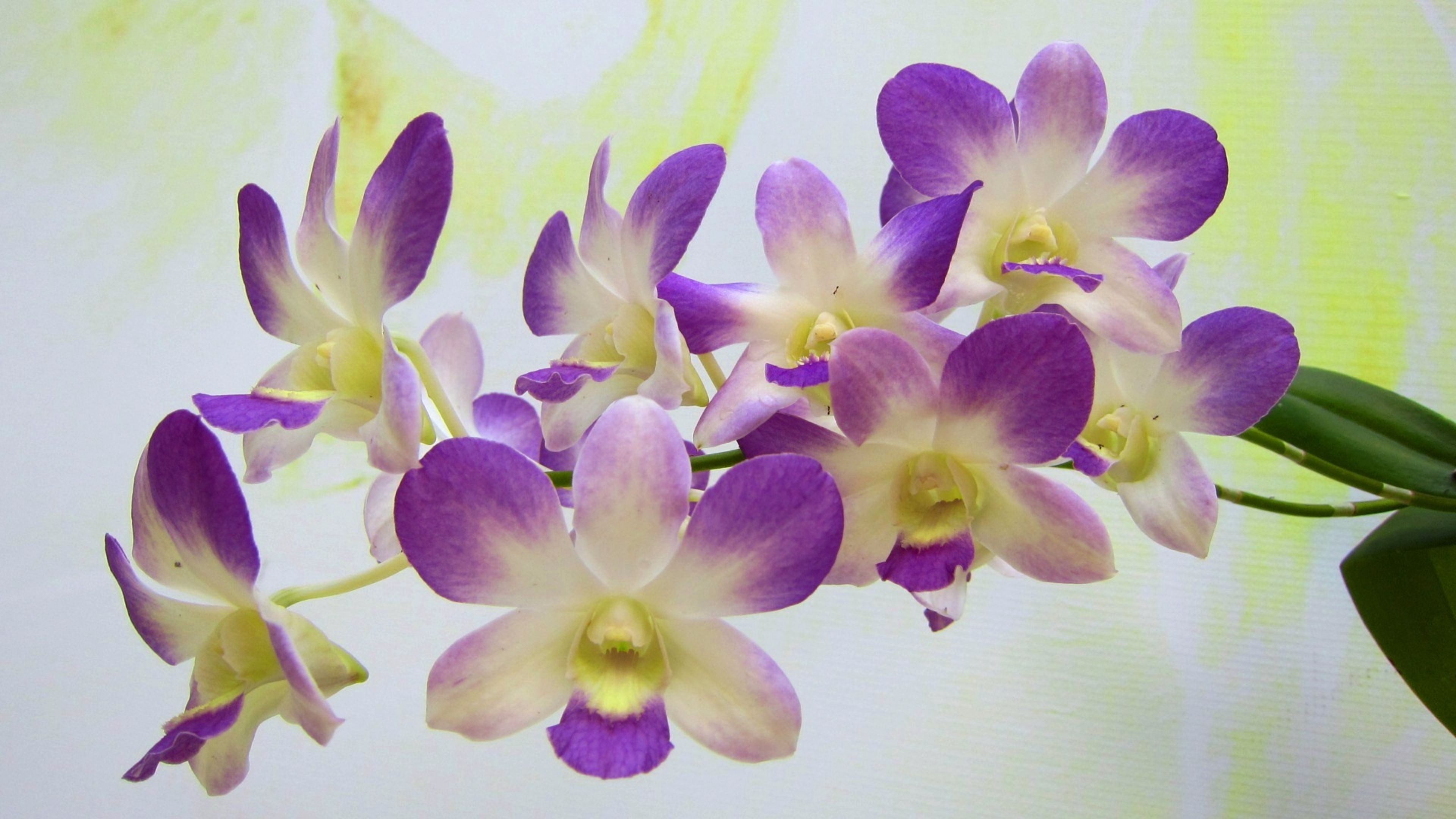 Purple Orchids Wallpapers