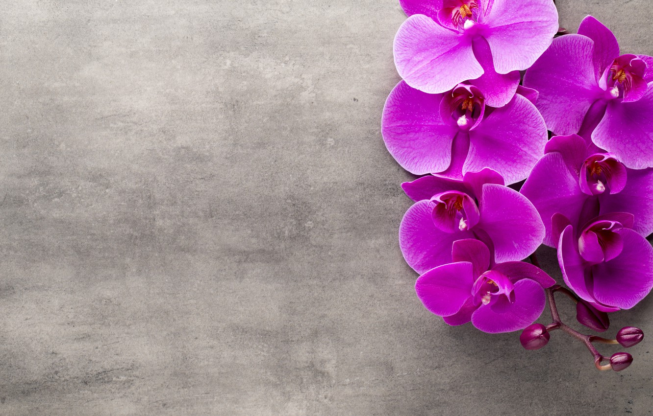 Purple Orchids Wallpapers