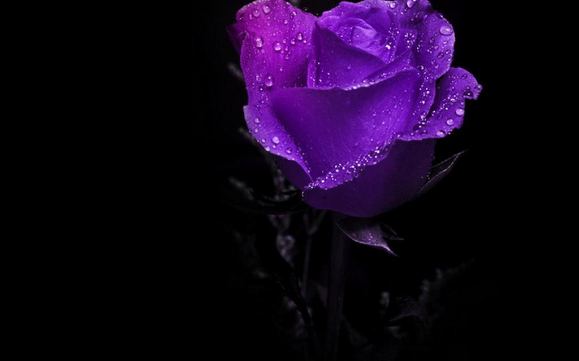 Purple Rose Wallpapers