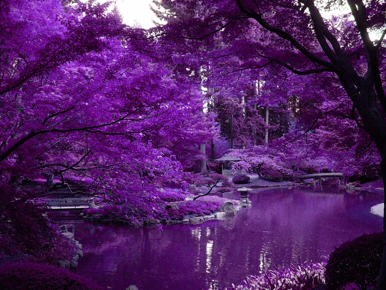 Purple Scenery Wallpapers