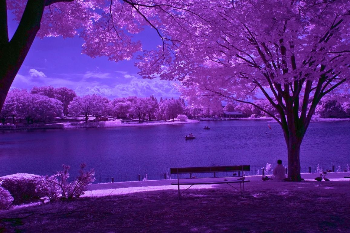 Purple Scenery Wallpapers