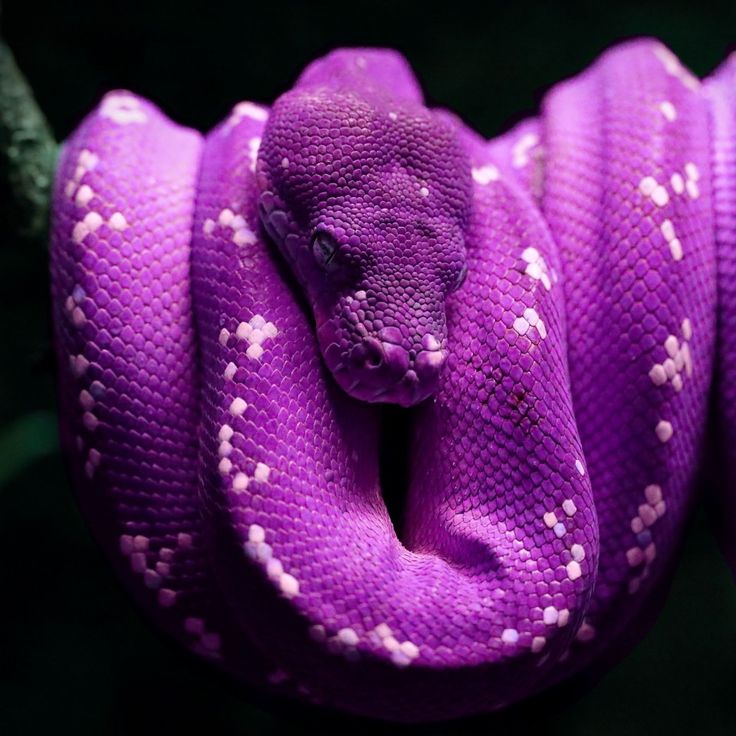 Purple Snake Wallpapers