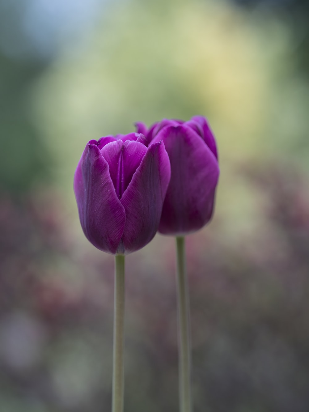 Purple Tulips Wallpapers