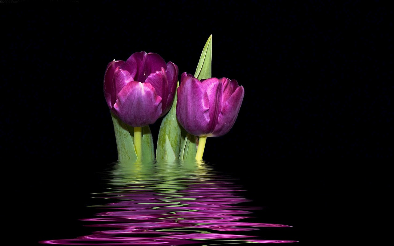 Purple Tulips Wallpapers