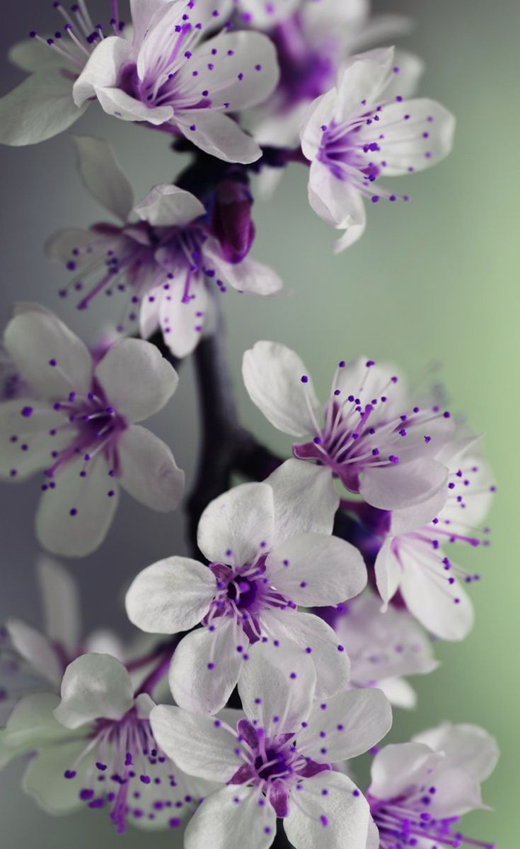 Purple White Wallpapers