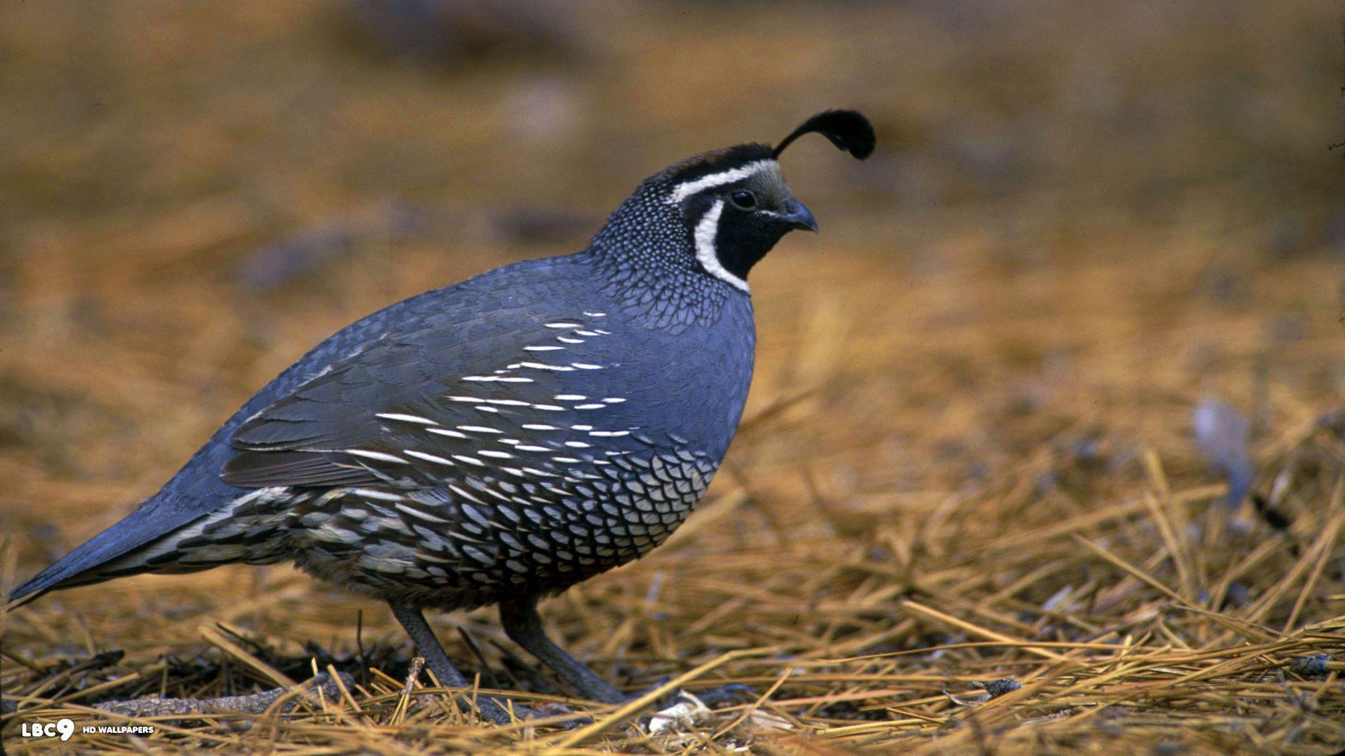 Quail Wallpapers