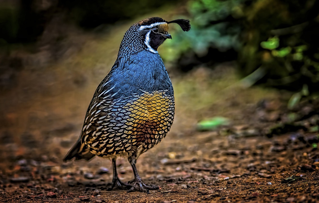 Quail Wallpapers